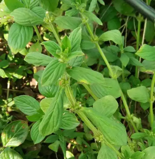 请问这种杂草叫什么名字?