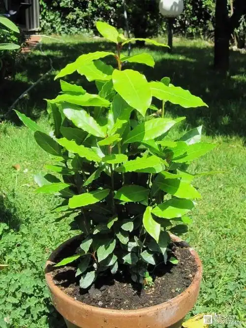 6种特别好养的驱虫植物种上这些植物可发挥一定的驱虫效果