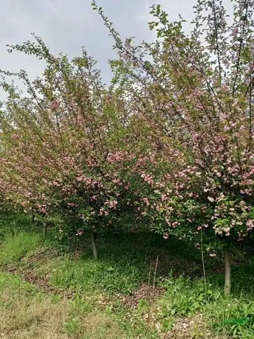 6公分垂丝海棠价格_供应_图片_湖州华忆苗木基地
