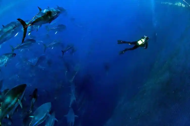 地中海的蓝鳍金枪鱼群