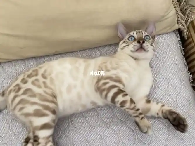 孟加拉豹猫雪豹
