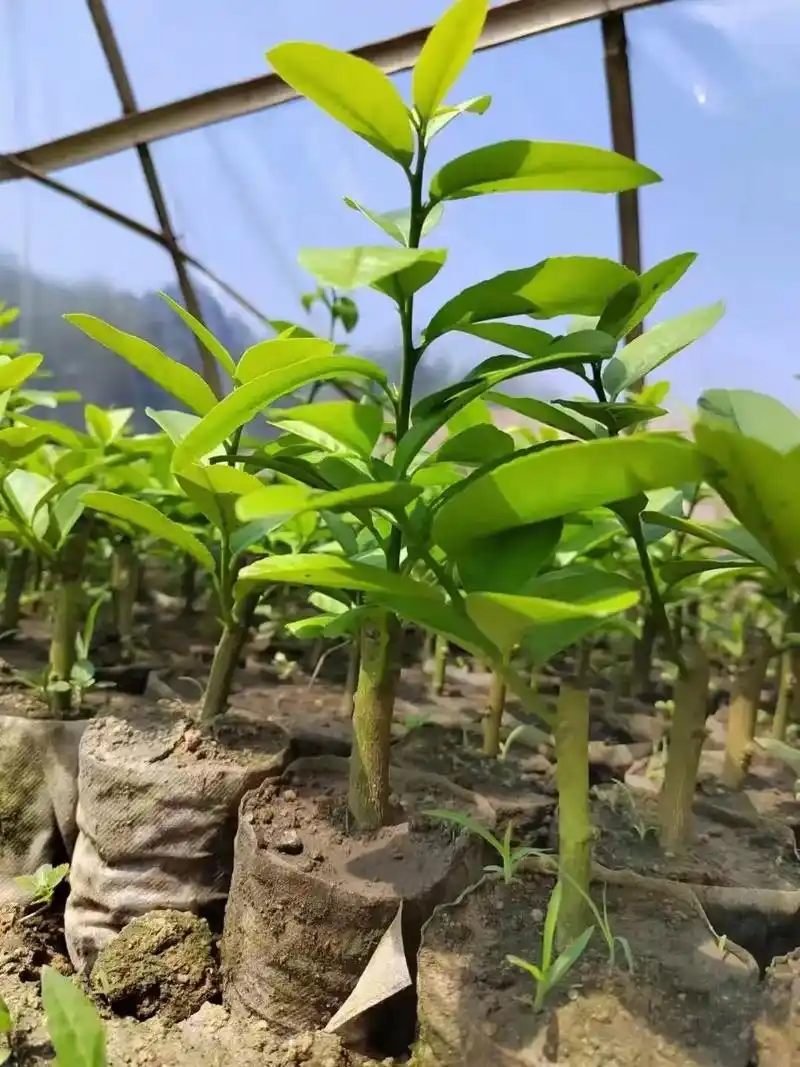 正宗香水柠檬苗.有心想发展柠檬的家人朋友?