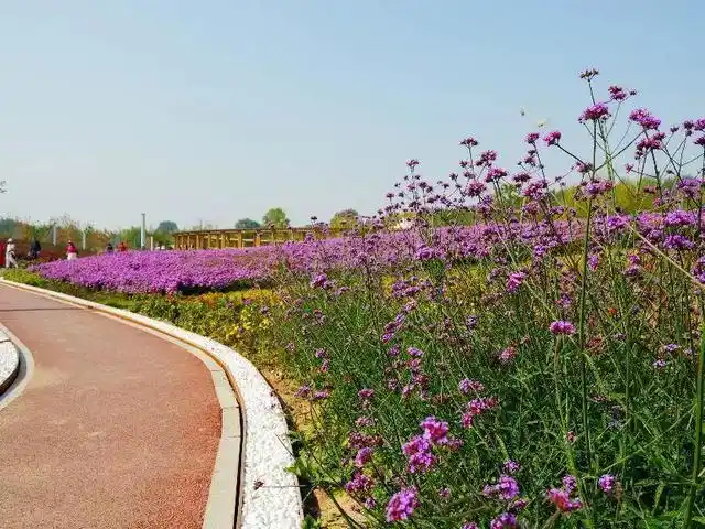 花海扮城繁花似锦沈阳十一赏花路径五浑南区花间道运动公园花海