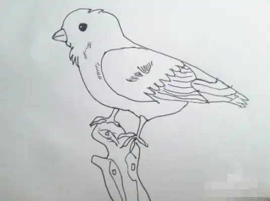 麻雀简笔画怎么画