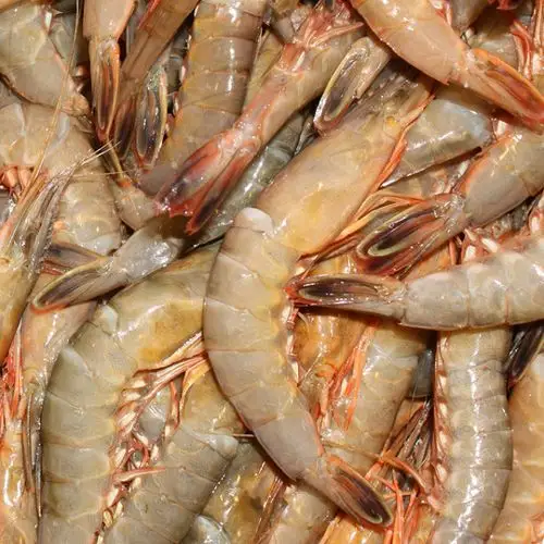 来自东海纯净海域的海鲜年货——东海野生剑虾-轻松筹 - 轻松筹社交版
