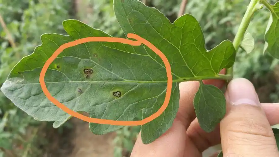 番茄疮痂病叶部症状