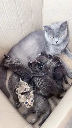 蓝猫跟别人家狸花猫串串,有喜欢的同城自取,50一只家里散养的蓝猫,和