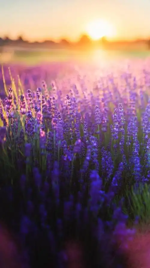 紫色薰衣草花海