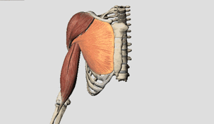 方向的影响,靠近锁骨这边的肌肉(胸肌上侧)主要是用来帮助肩关节屈