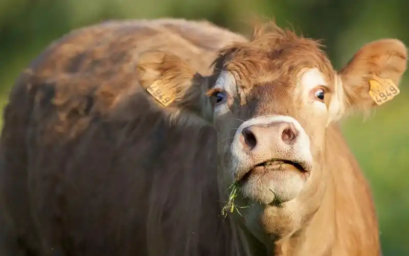 壁纸 牛抬头,头