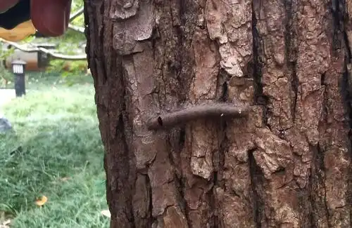 【虫】一只毛绒绒的枯叶蛾幼虫