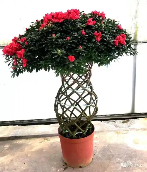 大富贵换季上新盆栽造型杜鹃花——高杆造型菖蒲"金凤凰"银奖海岛竹柏