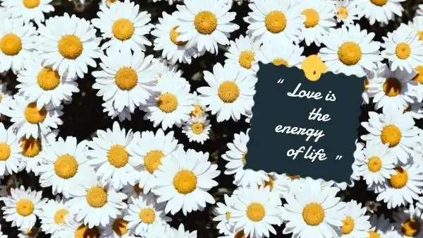 white and yellow daisy