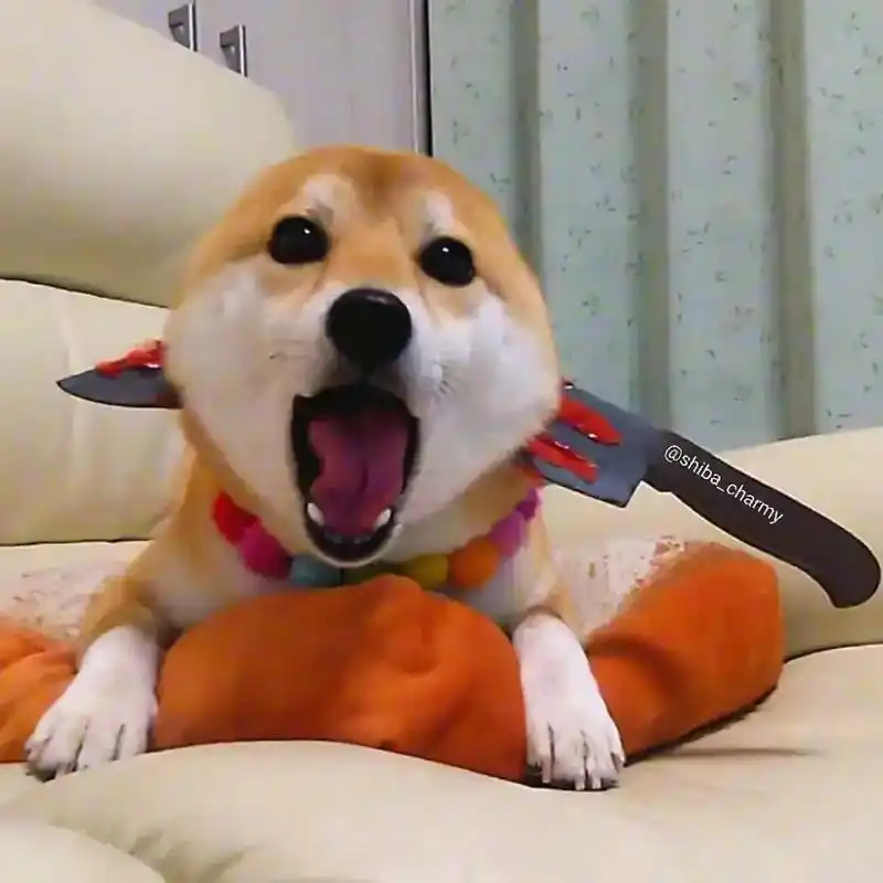 汪汪汪 可爱又沙雕的狗子#沙雕头像 #头像 #精神小狗  - 抖音