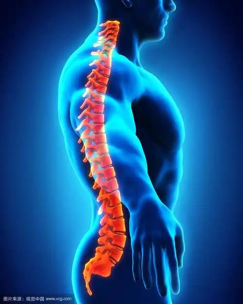 人类脊柱解剖