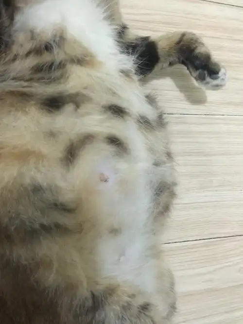 捡的流浪猫怀孕了看着肚子挺大的,是不是快生了,谁帮忙看看