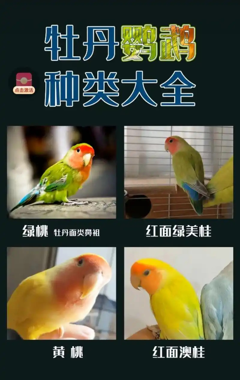 找几个图片给大家欣赏下牡丹鹦鹉品种 - 抖音