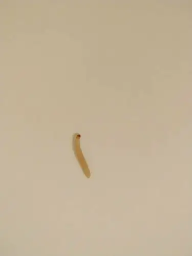 阴天下雨就会在家里棚顶出现?