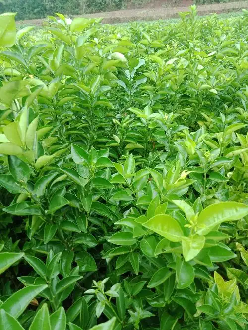 枳壳苗 药枳壳树苗,根系发达,分枝多