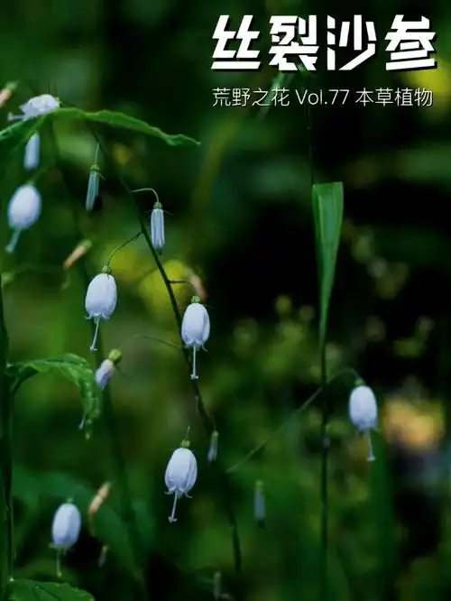 荒野之花本草植物筒状丝裂沙参