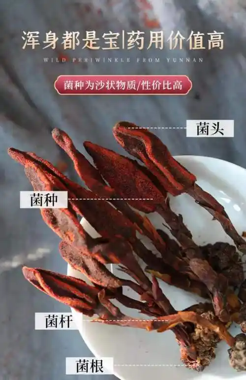 伟博回春草云南不老草回形草男性泡酒水料中药材回心草官方品质回春草