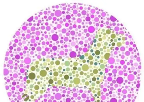 报名驾考的时候,色盲检测图里的小狗,要是不认识就不能考试