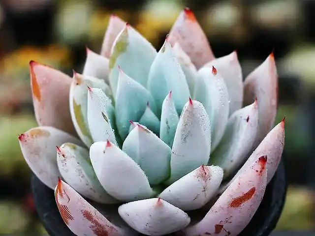 基本上好繁殖生长快的多肉价格都不算太高,五十块钱一棵的北极熊,可以