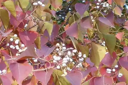 乌桕的功效与作用,我国四川多有种植,乌桕树的功效与叶子作用