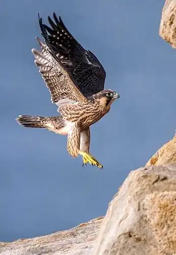 十大飞的最快的鸟,绝对秒杀兰博基尼!3个月飞行两万公里