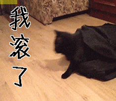 猫gif我滚了gif滚吧gif