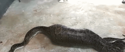 实拍仙游大蟒蛇吞吃活牛现场整只牛都被蛇吞了