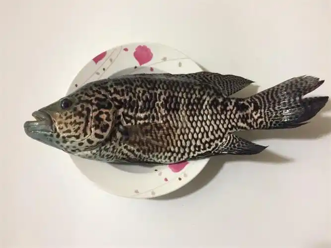 珍珠112斤一条鲜活水产斑鱼石斑鱼海鲜斑鱼