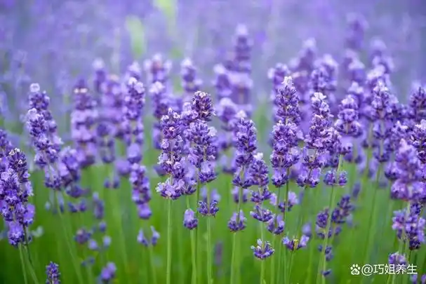 每日一味中药:薰衣草