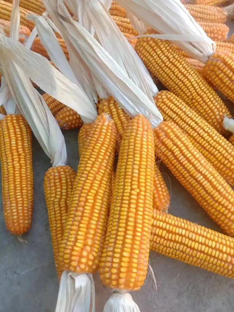 云南大天种业罗单2309,山玉16到货#抖音助农 #高产玉米 - 抖音