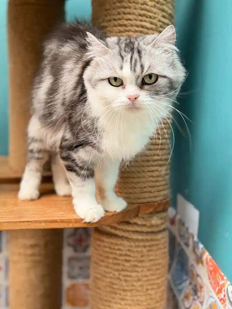 领养代替购买 #领养猫 虎斑加白长毛妹妹,三岁龄,寻靠谱 - 抖音