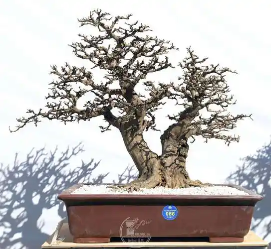 金奖盆景抢鲜看2023广西南宁盆景精品展完成评比工作