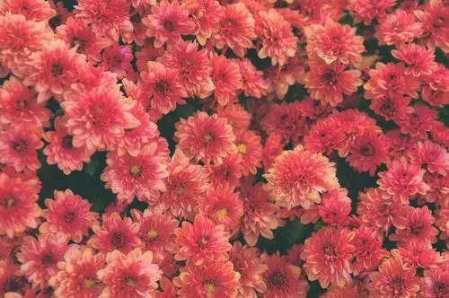 一组壁纸小雏菊