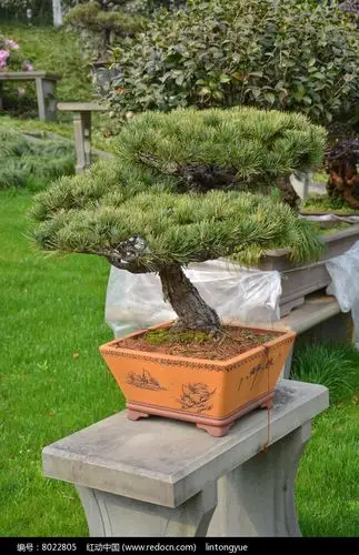 盆景植物针松