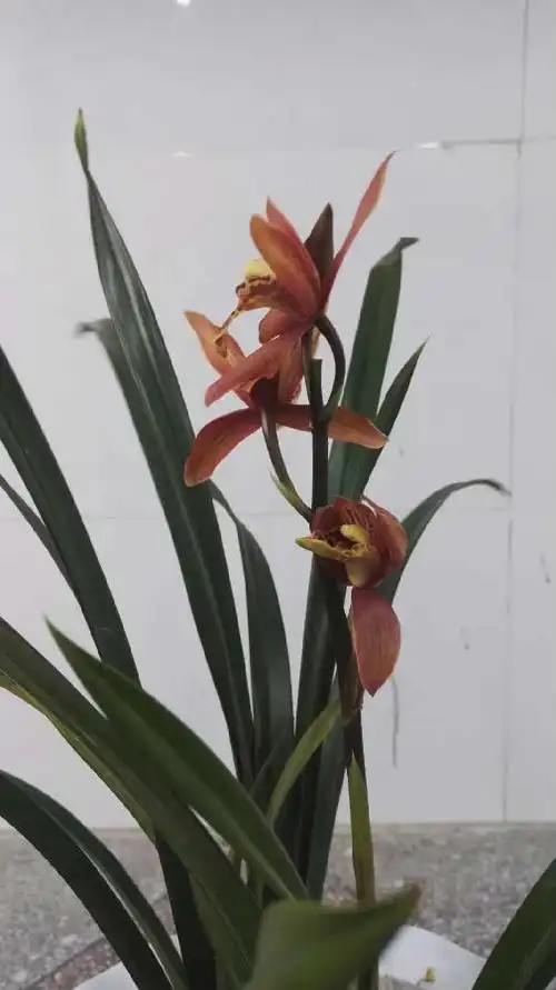 晨语兰花醉美人