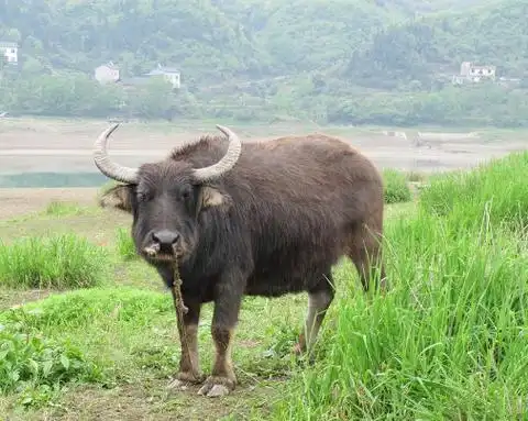 实用知识 >> 浏览文章众所周知,随着农业机械化的发展,农村大量水牛