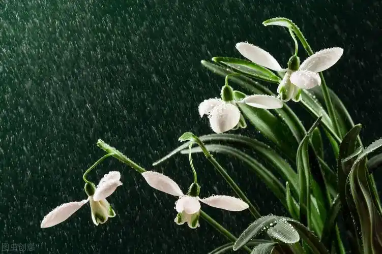 雨景描写片段唯美(关于雨后的唯美句子简短)-美文社