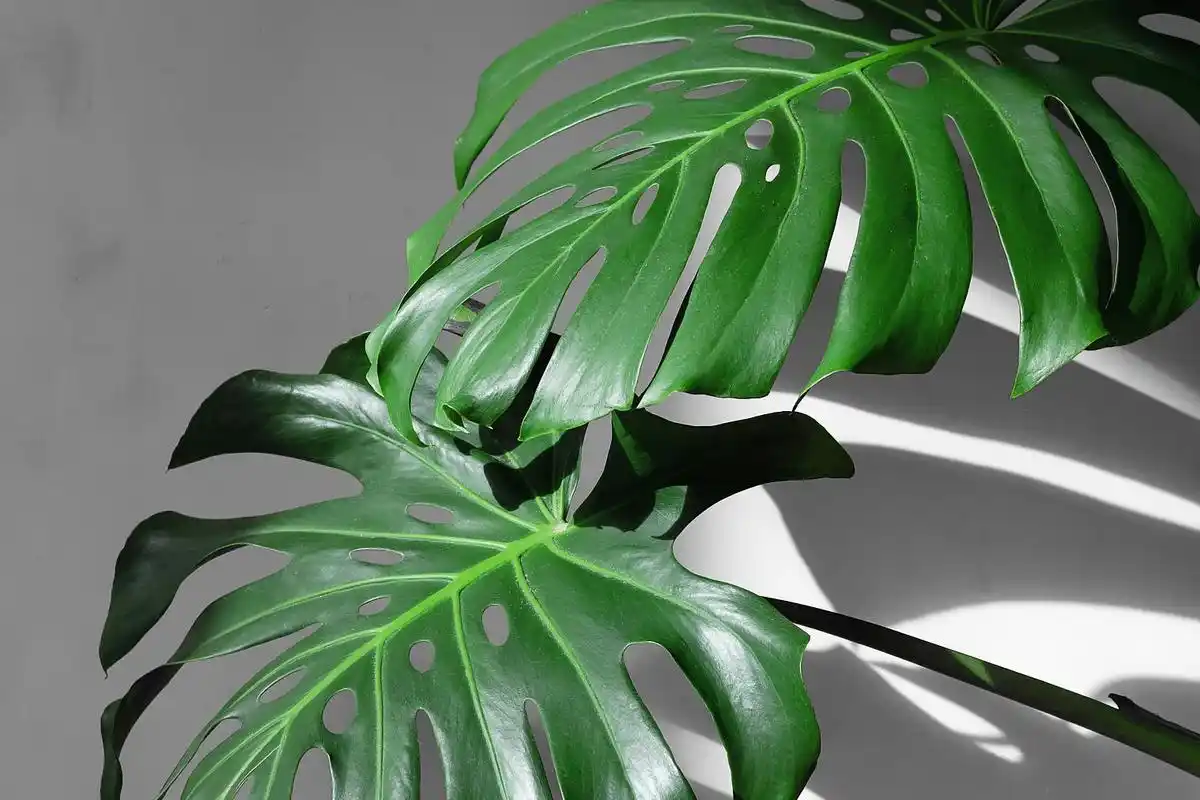 龟背竹养成老桩技巧 龟背竹是一种常见的观叶植物,其独特的形态和适应