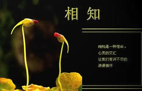 从相遇相识到相知相爱的句子相知相遇的句子