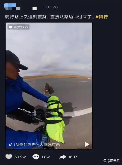 从一只换北京两套房到成为流浪狗藏獒泡沫是怎么破灭的