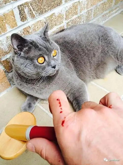 被猫咬了不打疫苗会死吗