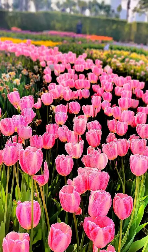 2021年春节,厦门园博苑郁金花展 - 美篇