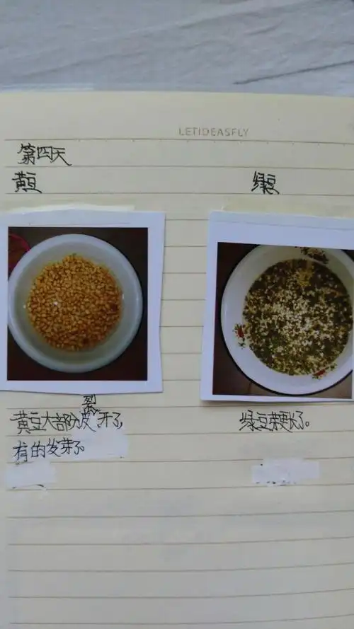 《种子发芽实验》 写美篇另一个孩子也用手机记录了种子发芽过程,但她