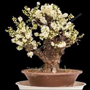 一物一拍金钱绿萼梅花树苗盆栽红梅朱砂梅素心腊梅盆景耐寒花卉