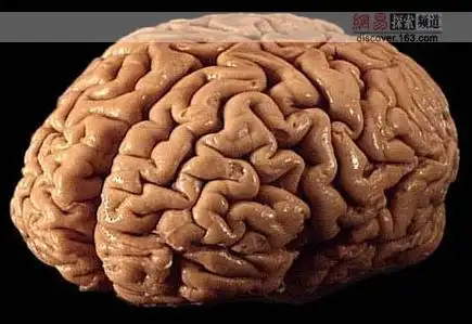 人的大脑是什么样子的?