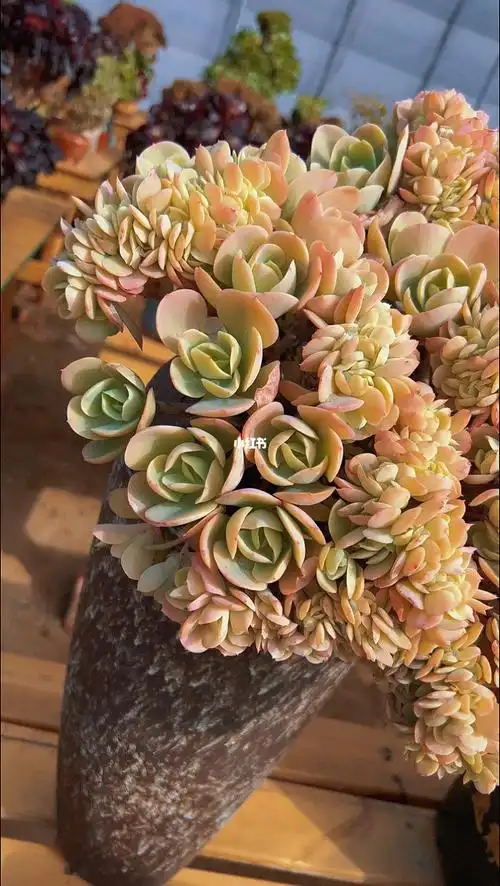 碧桃老桩悬崖桩